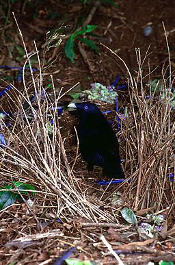satinbowerbird.jpg