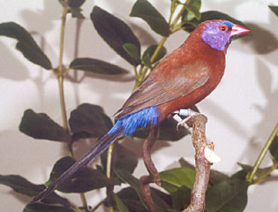 Granatina granatina.jpg