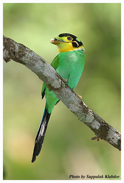 LT-Broadbill-02-OBP.jpg