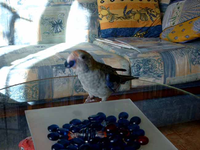 Cooky la voleuse1.JPG