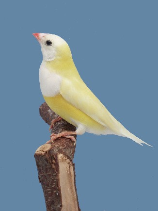 goulwbefp5[1] (2).jpg