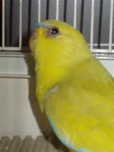 Elegante pastel - Sanary 2004.jpeg