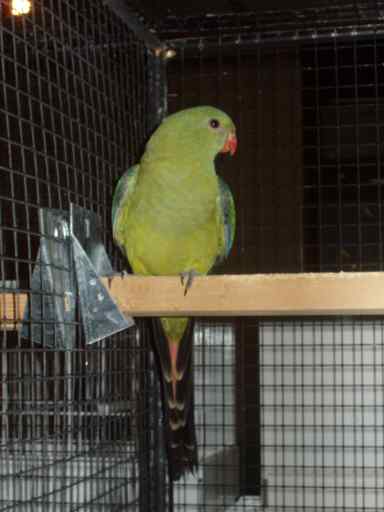 MÃ©lanure femelle - Sanary.JPG