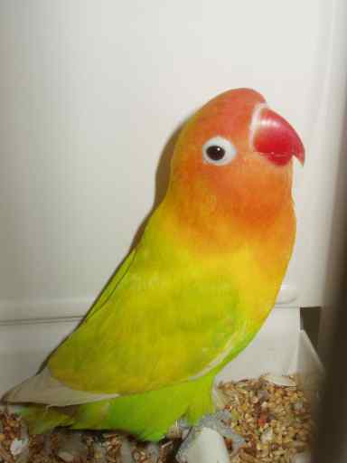 Aga Fischeri DiluÃ© vert  - Sanary 2004.jpg