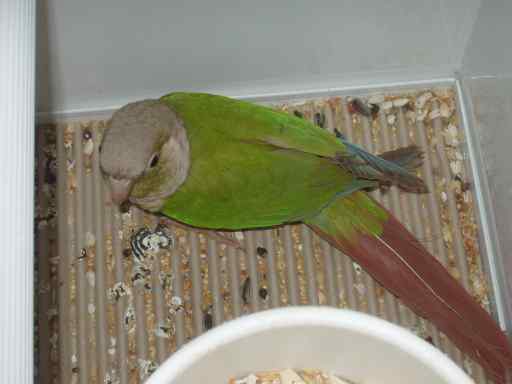 Pyrrhura molinae cinnamon - Sanary.JPG