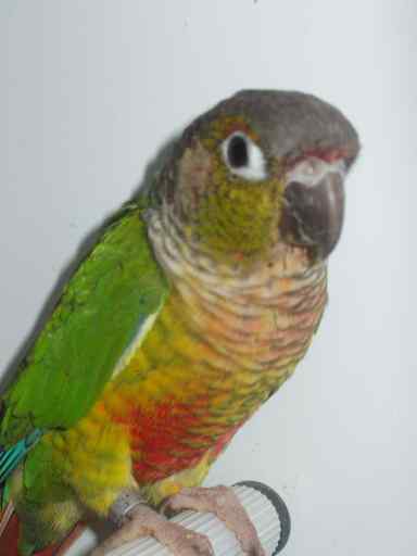 Pyrrhura molinae - Sanary.JPG