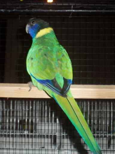 Port Lincoln - Sanary 2004.jpeg