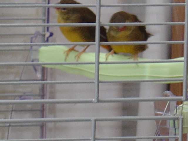 nvelle cage bengalis.jpg