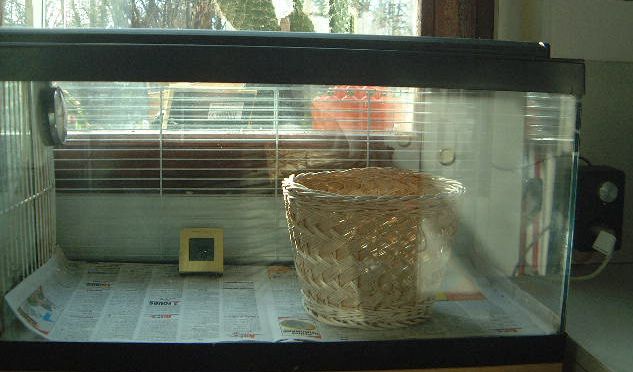 aquarium, éleveuse, hôpital 002.jpg