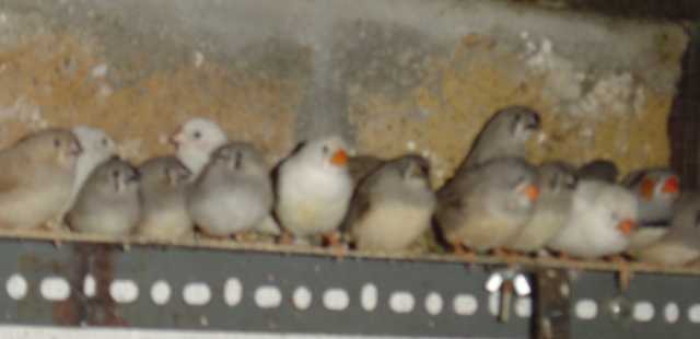 mandarins brochette 28 11 04 .jpg