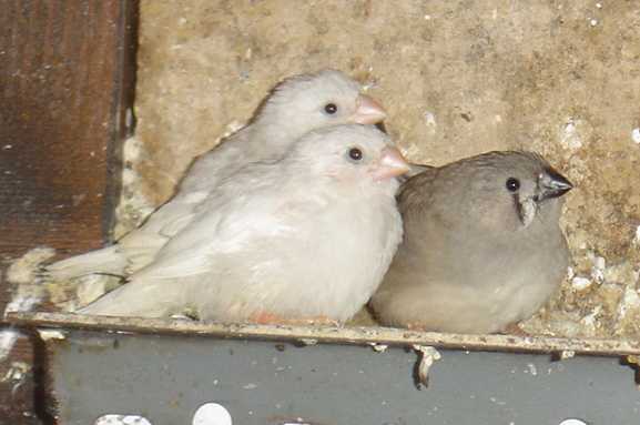 trois jeunes mand 28 11 04.jpg