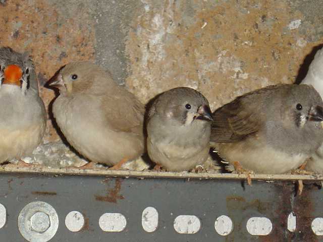 mandarins jeune 28 11 04.jpg