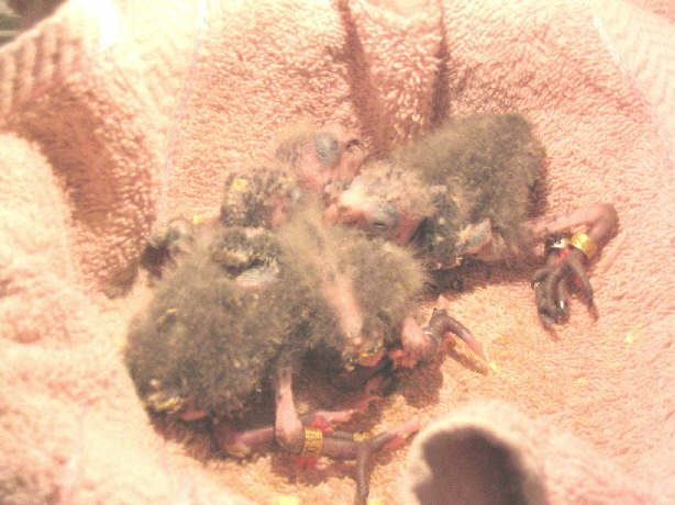 BBpatte atachÃ©.jpg