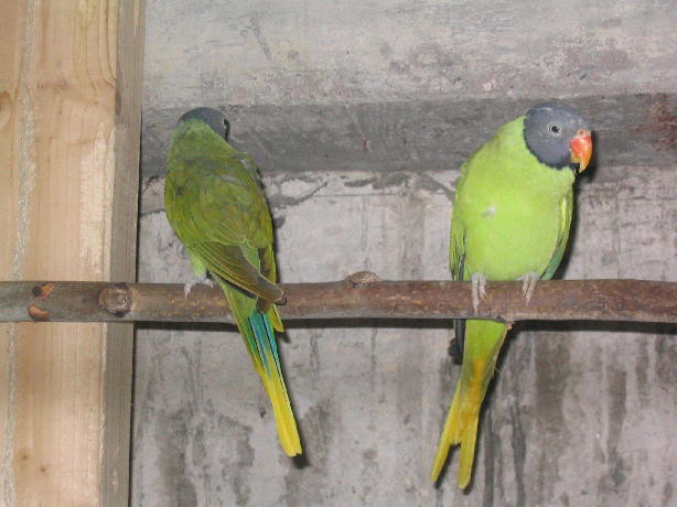 tete ardoise 3_1.JPG