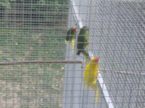 Aussenvoliere-von der Terrasse_1.jpg