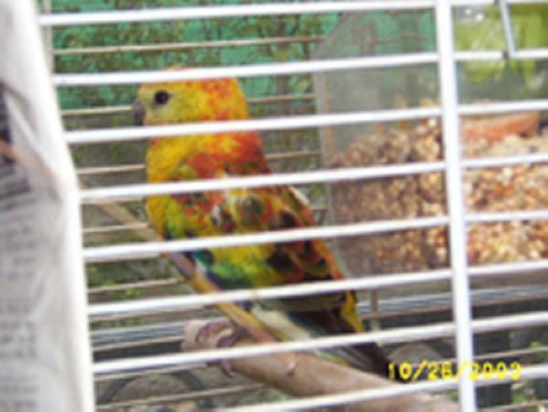 Croupion Rouge 004A.jpg