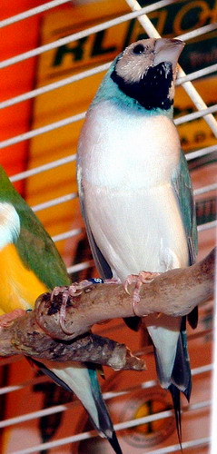 male bleu en fin de mue.jpg