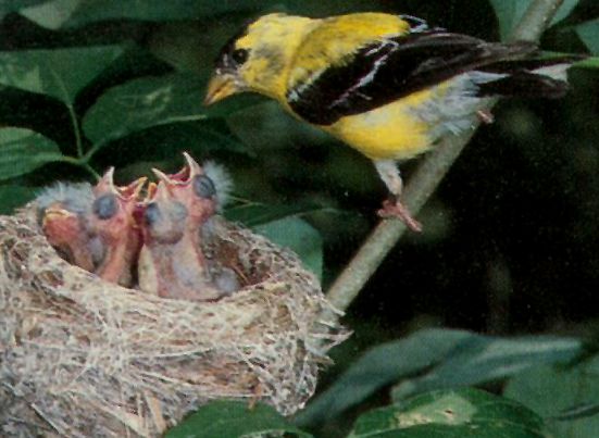 Jaune et noir...encore !.jpg