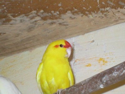 kakariki jaune mÃ¢le.JPG