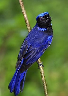 Bleu schtroumpfant.jpg