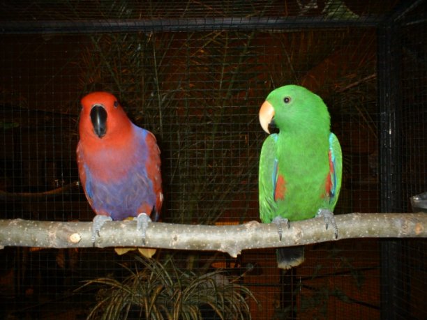 eclectus Oraison.jpg
