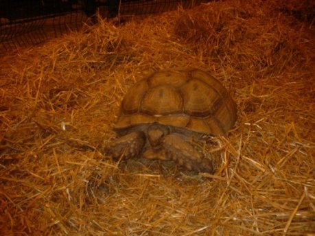 Sulcata Oraison.jpg