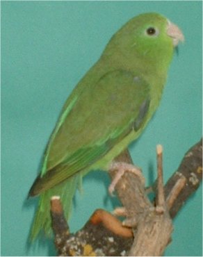 lunettes femelle.jpg