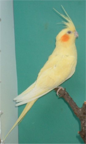 calopsitte jaune 2.jpg