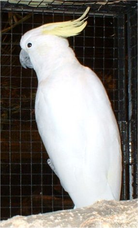 cacatoÃ¨s Oraison.jpg