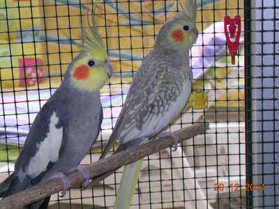 calo male et femelle.jpg