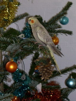 JOYEUX NOÃ‹L ;).jpg