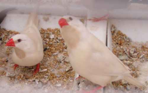 Femelles LQ ino 2.jpg