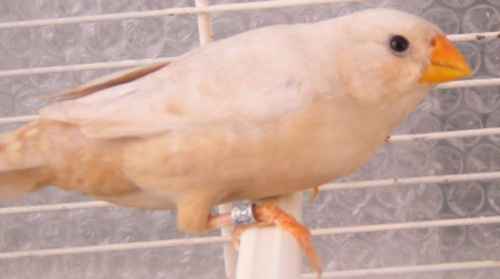 Mandarine isa,bec jaune,porteuse barre orange.jpg