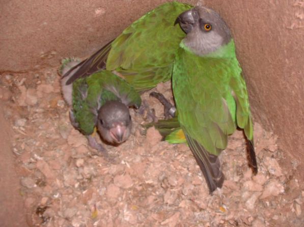 bb youyou janv 2005 re.jpg