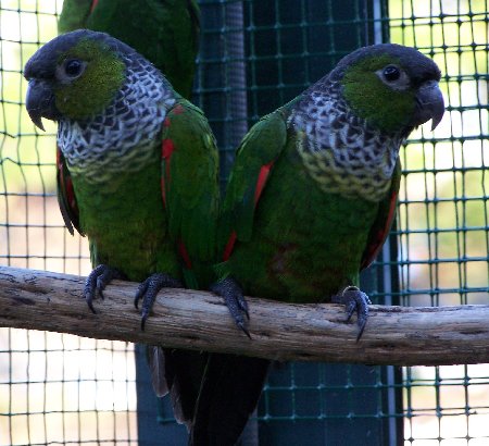 Rupicola Sandiae 050103_05.jpg