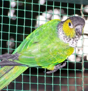 Rupicola Sandiae 050103_04.jpg