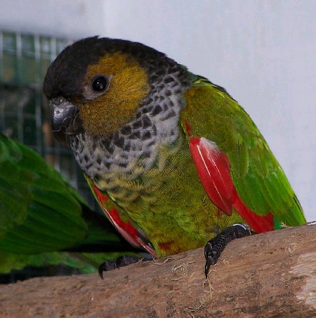 Rupicola sandia 050103_02.jpg