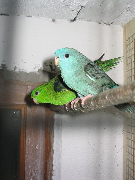 catherine bec casse..JPG