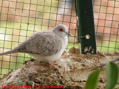 Colombe diamant Pastel.JPG
