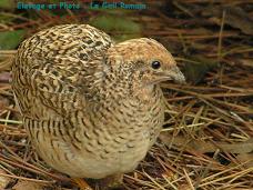 Copie de caille de chine femelle2.jpg