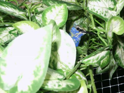 guitguit feuillage 1.jpg