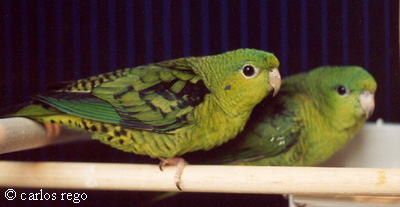 a-19ac perruches catherine.jpg