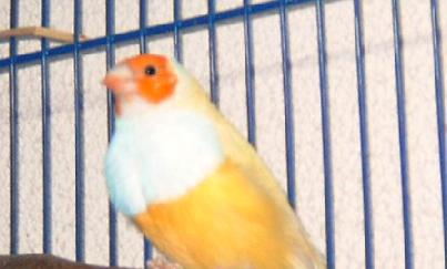 MÃ¢le Jaune tÃªte orange.JPG