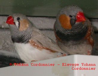 Mandarins DP et BF.jpg