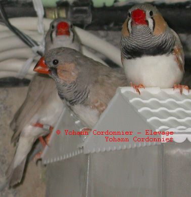 Mandarins DP et DP BF.jpg