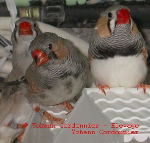 Mandarins DP BF et DP.jpg