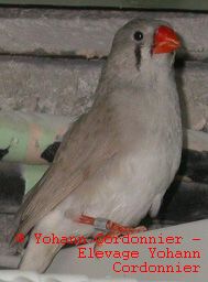 Mandarin DP femelle.jpg