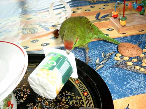 Mince, y a plus rien !1.JPG