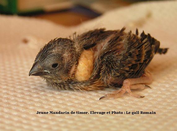 Jeune mandarin de timor NVC.JPG