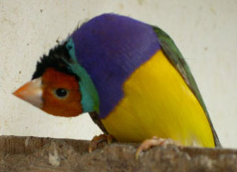 gould renversÃ©.JPG